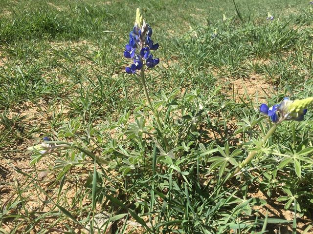 Blue bonnet