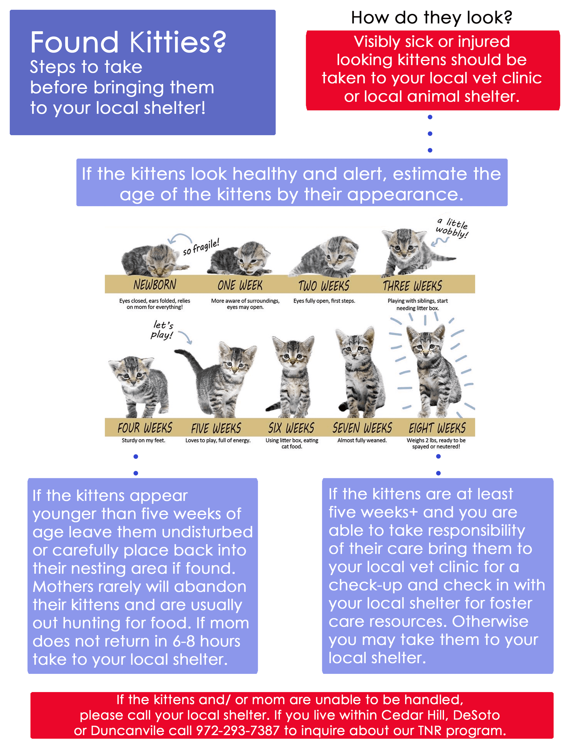 TNR-Kitten Info