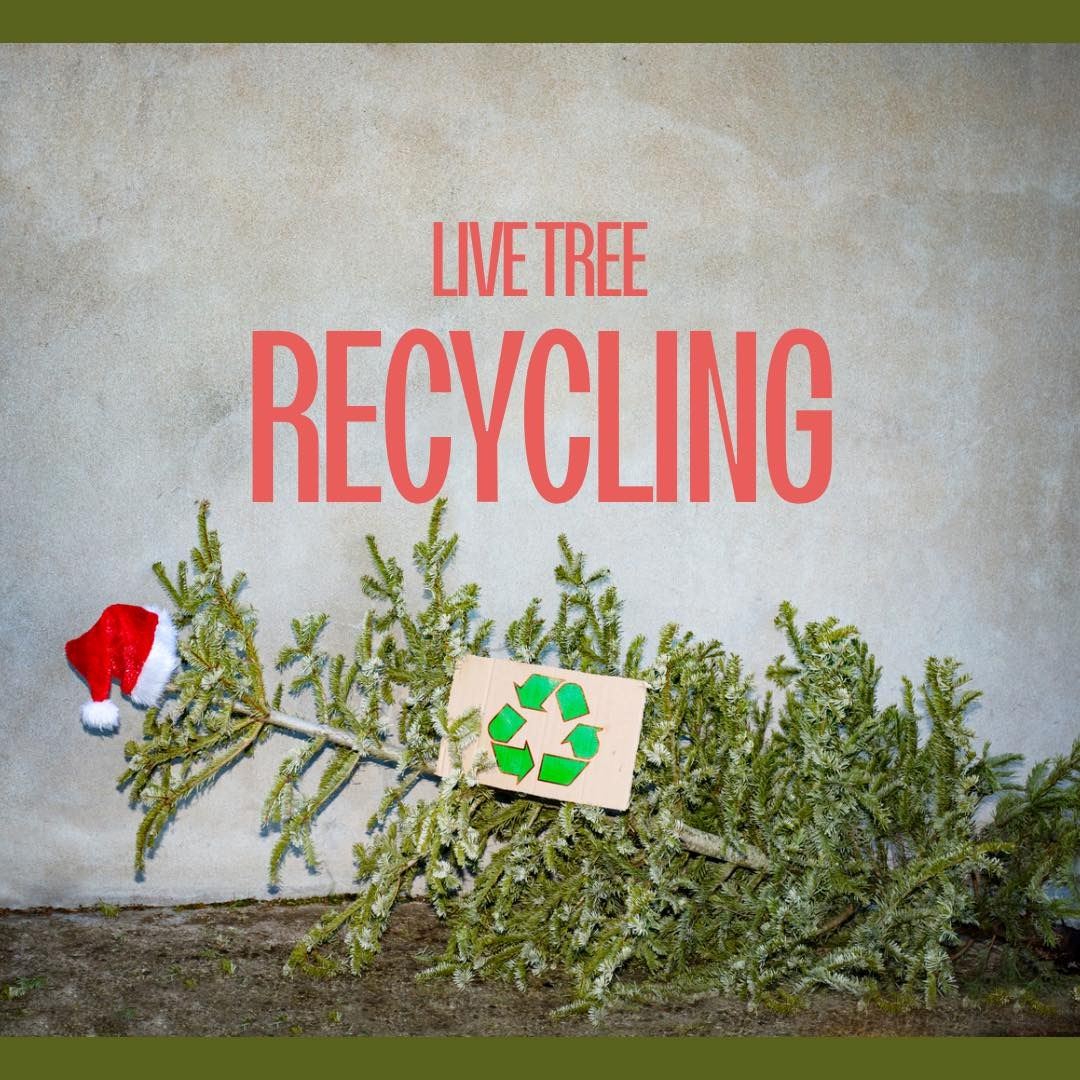 Tree Recycling 2024
